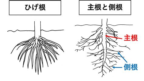 樹木 根|【根のつくりとはたらき】主根・側根・ひげ根・根毛。